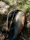 Nieri� (Rautu) 4,10 kg